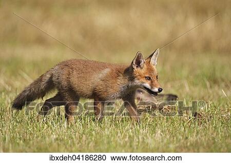 Stock Image - Red fox (Vulpes vulpes) kitten, 3 months old, Allgaeu, Bavaria, Germany, Europe. Fotosearch