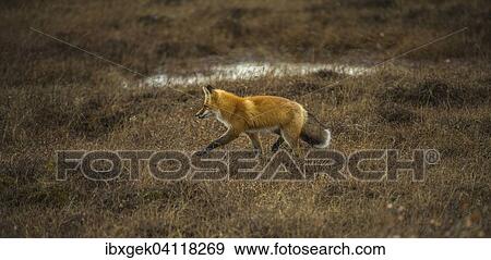 Stock Photo - Red Fox (Vulpes vulpes), North Slope, Alaska, USA. Fotosearch