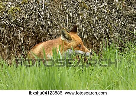 Red fox (Vulpes vulpes) sitting in grass, Canton of Zurich, Switzerland, Europe View Large Photo Image Stock Photograph - Red fox (Vulpes vulpes) sitting in grass, Canton of Zurich, Switzerland, Europe. Fotosearch