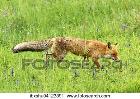 Stock Image - Red fox (Vulpes vulpes) walking on meadow, Canton of Zurich, Switzerland, Europe. Fotosearch