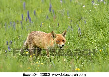 Red fox (Vulpes vulpes) walking through the tall grass, Canton of Zurich, Switzerland, Europe View Large Photo Image Stock Image - Red fox (Vulpes vulpes) walking through the tall grass, Canton of Zurich, Switzerland, Europe. Fotosearch