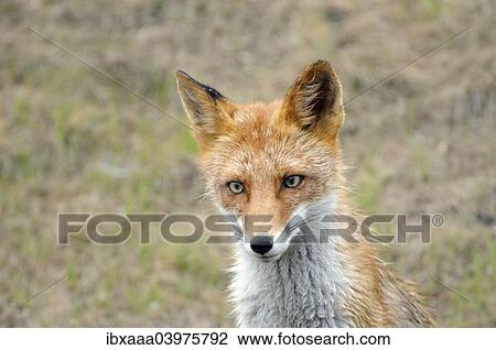 Red Fox (Vulpes vulpes), wet fur, Primorsky Krai, Russia, Europe View Large Photo Image Stock Image - Red Fox (Vulpes vulpes), wet fur, Primorsky Krai, Russia, Europe. Fotosearch