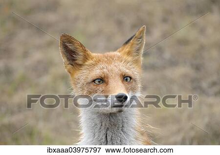 Red Fox (Vulpes vulpes), wet fur, Primorsky Krai, Russia, Europe View Large Photo Image Stock Photo - Red Fox (Vulpes vulpes), wet fur, Primorsky Krai, Russia, Europe. Fotosearch