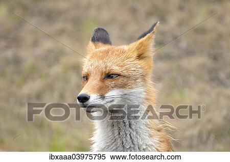 Stock Photography - Red Fox (Vulpes vulpes), wet fur, Primorsky Krai, Russia, Europe. Fotosearch