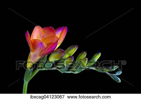 Red Freesia (Freesia) View Large Photo Image Stock Photo - Red Freesia (Freesia). Fotosearch