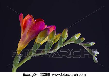 Red Freesia (Freesia) View Large Photo Image Stock Photograph - Red Freesia (Freesia). Fotosearch