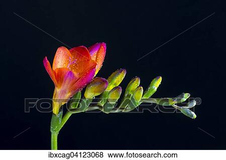 Red Freesia (Freesia) with water drops View Large Photo Image Stock Photo - Red Freesia (Freesia) with water drops. Fotosearch