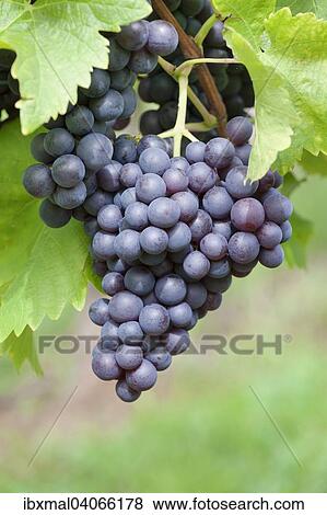 Red grapes on a vine, Baden-Wurttemberg, Germany, Europe View Large Photo Image Stock Photo - Red grapes on a vine, Baden-Wurttemberg, Germany, Europe. Fotosearch