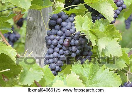 Red grapes on a vine, Baden-Wurttemberg, Germany, Europe View Large Photo Image Stock Photography - Red grapes on a vine, Baden-Wurttemberg, Germany, Europe. Fotosearch