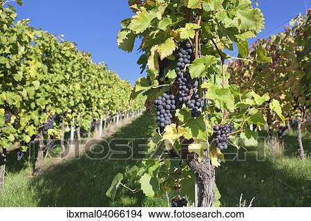 Red grapes on the vine, Esslingen, Baden-Wurttemberg, Germany, Europe View Large Photo Image Picture - Red grapes on the vine, Esslingen, Baden-Wurttemberg, Germany, Europe. Fotosearch