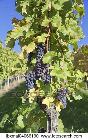Stock Image - Red grapes on the vine, Esslingen, Baden-Wurttemberg, Germany, Europe. Fotosearch