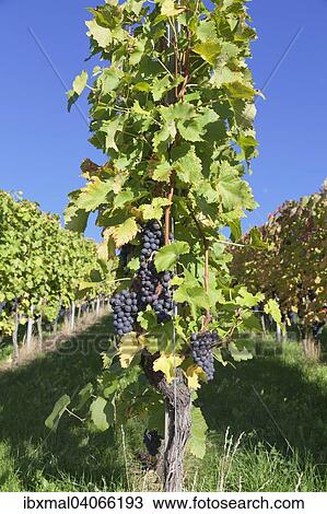Stock Image - Red grapes on the vine, Esslingen, Baden-Wurttemberg, Germany, Europe. Fotosearch