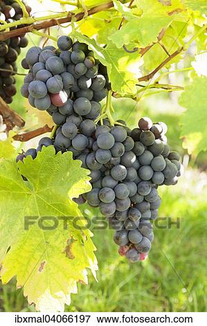 Red grapes on the vine, Esslingen, Baden-Wurttemberg, Germany, Europe View Large Photo Image Stock Photo - Red grapes on the vine, Esslingen, Baden-Wurttemberg, Germany, Europe. Fotosearch