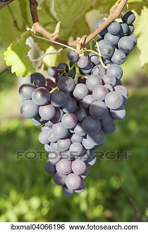 Red grapes on the vine, Esslingen, Baden-Wurttemberg, Germany, Europe View Large Photo Image Stock Photograph - Red grapes on the vine, Esslingen, Baden-Wurttemberg, Germany, Europe. Fotosearch