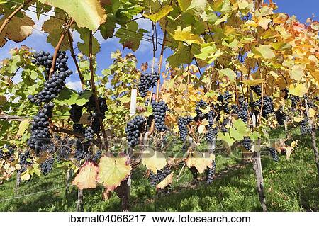 Red grapes on the vine in autumn, Baden-Wurttemberg, Germany, Europe View Large Photo Image Stock Photo - Red grapes on the vine in autumn, Baden-Wurttemberg, Germany, Europe. Fotosearch