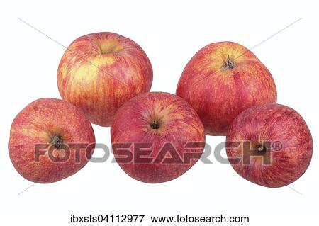 Red Gravenstein apple variety View Large Photo Image Stock Photo - Red Gravenstein apple variety. Fotosearch