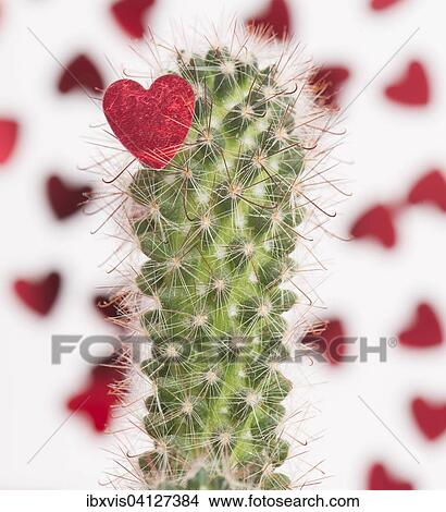 Red heart on the spines of a cactus View Large Photo Image Picture - Red heart on the spines of a cactus. Fotosearch