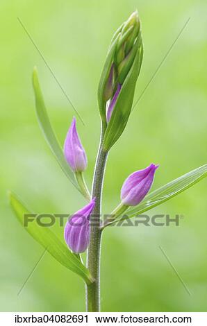 Red helleborine (Cephalanthera rubra), Baden-Wurttemberg, Germany, Europe View Large Photo Image Stock Image - Red helleborine (Cephalanthera rubra), Baden-Wurttemberg, Germany, Europe. Fotosearch