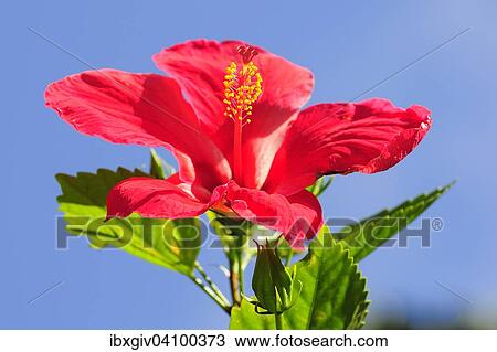 Red Hibiscus flower (Hibiscus), Seychelles, Africa View Large Photo Image Stock Image - Red Hibiscus flower (Hibiscus), Seychelles, Africa. Fotosearch