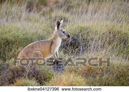 Red Kangaroo (Macropus rufus), Western Australia View Large Photo Image Stock Photograph - Red Kangaroo (Macropus rufus), Western Australia. Fotosearch