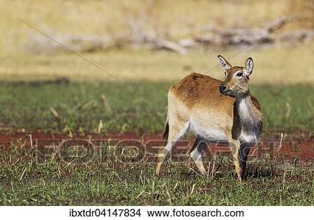 Picture - Red Lechwe (Kobus leche leche), female, in a freshwater marsh, Okavango Delta, Moremi Game Reserve, Botswana, Africa. Fotosearch