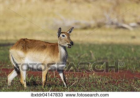Red Lechwe (Kobus leche leche), female, in a freshwater marsh, Okavango Delta, Moremi Game Reserve, Botswana, Africa View Large Photo Image Stock Image - Red Lechwe (Kobus leche leche), female, in a freshwater marsh, Okavango Delta, Moremi Game Reserve, Botswana, Africa. Fotosearch