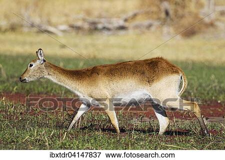 Red Lechwe (Kobus leche leche), female, feeding in a freshwater marsh, Okavango Delta, Moremi Game Reserve, Botswana, Africa View Large Photo Image Stock Photo - Red Lechwe (Kobus leche leche), female, feeding in a freshwater marsh, Okavango Delta, Moremi Game Reserve, Botswana, Africa. Fotosearch