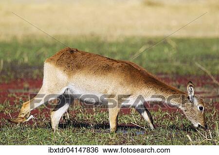 Red Lechwe (Kobus leche leche), female, feeding in a freshwater marsh, followed by an African Jacana (Actophilornis africanus), Okavango Delta, Moremi Game Reserve, Botswana, Africa View Large Photo Image Stock Photograph - Red Lechwe (Kobus leche leche), female, feeding in a freshwater marsh, followed by an African Jacana (Actophilornis africanus), Okavango Delta, Moremi Game Reserve, Botswana, Africa. Fotosearch