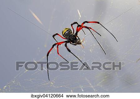 Red-legged golden orb-web spider (Nephila inaurata) on its net, Mayotte, Comoros, Africa View Large Photo Image Picture - Red-legged golden orb-web spider (Nephila inaurata) on its net, Mayotte, Comoros, Africa. Fotosearch