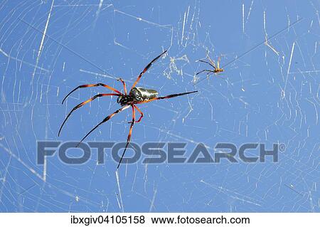 Red-legged golden orb-web spider (Nephila inaurata), female and male, spiderweb, Praslin Island, Seychelles, Africa View Large Photo Image Stock Photo - Red-legged golden orb-web spider (Nephila inaurata), female and male, spiderweb, Praslin Island, Seychelles, Africa. Fotosearch