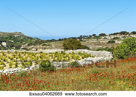 Red Poppies (Papaver rhoeas), vines and scrub, Dwejra Lines, Malta, Europe View Large Photo Image Stock Photo - Red Poppies (Papaver rhoeas), vines and scrub, Dwejra Lines, Malta, Europe. Fotosearch