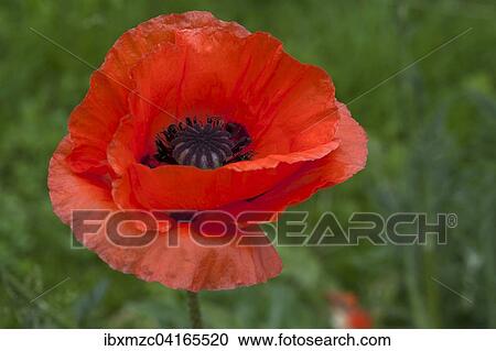 Red poppy (Papaver sp. ) blossom, Bavaria, Germany, Europe View Large Photo Image Stock Image - Red poppy (Papaver sp. ) blossom, Bavaria, Germany, Europe. Fotosearch