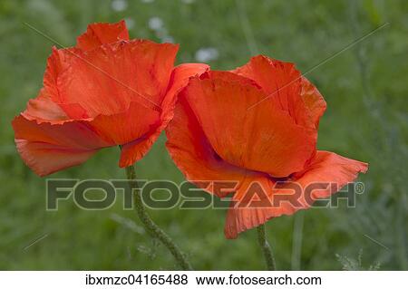 Red poppy (Papaver sp. ) flowers, Bavaria, Germany, Europe View Large Photo Image Stock Photo - Red poppy (Papaver sp. ) flowers, Bavaria, Germany, Europe. Fotosearch