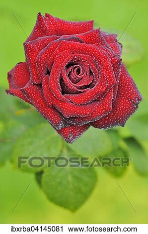 Red rose with raindrops, hybrid tea rose Schwarze Madonna, North Rhine-Westphalia, Germany, Europe View Large Photo Image Stock Image - Red rose with raindrops, hybrid tea rose Schwarze Madonna, North Rhine-Westphalia, Germany, Europe. Fotosearch