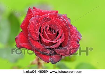 Red rose with raindrops, hybrid tea rose Schwarze Madonna, North Rhine-Westphalia, Germany, Europe View Large Photo Image Stock Photo - Red rose with raindrops, hybrid tea rose Schwarze Madonna, North Rhine-Westphalia, Germany, Europe. Fotosearch