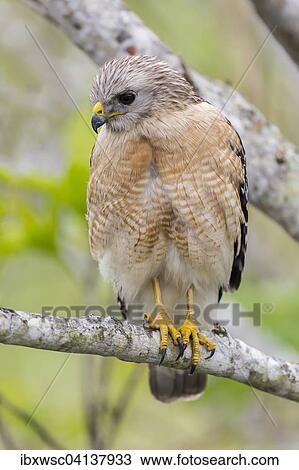 Red-shouldered Hawk (Buteo lineatus), Anhinga Trail, Everglades National Park, Florida, USA View Large Photo Image Stock Image - Red-shouldered Hawk (Buteo lineatus), Anhinga Trail, Everglades National Park, Florida, USA. Fotosearch