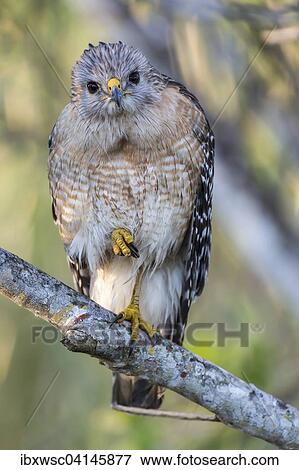 Red-shouldered Hawk (Buteo lineatus) perched on branch, Everglades National Park, Anhinga Trail, Florida, USA View Large Photo Image Stock Photo - Red-shouldered Hawk (Buteo lineatus) perched on branch, Everglades National Park, Anhinga Trail, Florida, USA. Fotosearch