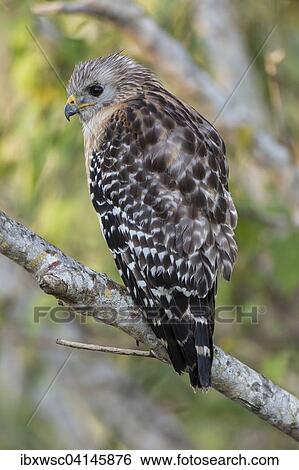 Stock Photograph - Red-shouldered Hawk (Buteo lineatus) perched on branch, Everglades National Park, Anhinga Trail, Florida, USA. Fotosearch