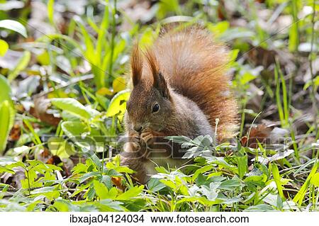 Red Squirrel (Sciurus vulgaris) sitting in a meadow, feeding, Germany, Europe View Large Photo Image Picture - Red Squirrel (Sciurus vulgaris) sitting in a meadow, feeding, Germany, Europe. Fotosearch