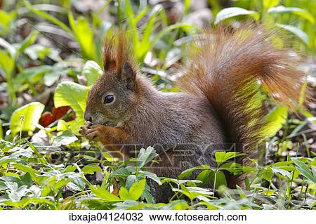 Red Squirrel (Sciurus vulgaris) sitting in a meadow, feeding, Germany, Europe View Large Photo Image Stock Image - Red Squirrel (Sciurus vulgaris) sitting in a meadow, feeding, Germany, Europe. Fotosearch