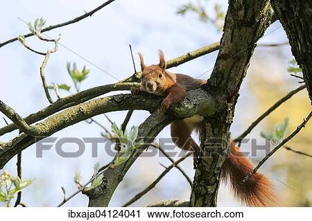 Red Squirrel (Sciurus vulgaris) climbing a tree, Germany, Europe View Large Photo Image Stock Image - Red Squirrel (Sciurus vulgaris) climbing a tree, Germany, Europe. Fotosearch