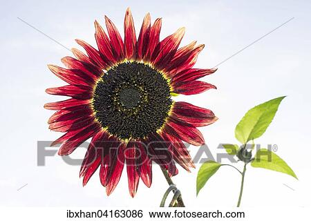 Red sunflower (Helianthus annuus), Lower Austria, Austria, Europe View Large Photo Image Stock Photograph - Red sunflower (Helianthus annuus), Lower Austria, Austria, Europe. Fotosearch
