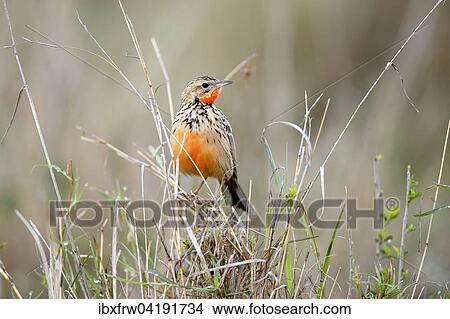 Red-throated Pipit (Anthus cervinus), in tall grass, Maasai Mara National Reserve, Kenya, Africa View Large Photo Image Picture - Red-throated Pipit (Anthus cervinus), in tall grass, Maasai Mara National Reserve, Kenya, Africa. Fotosearch