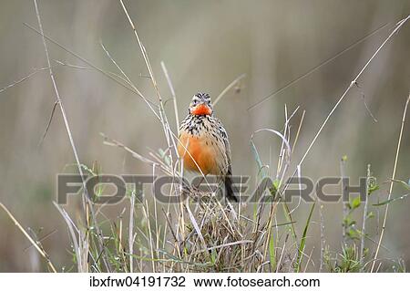 Stock Image - Red-throated Pipit (Anthus cervinus), in tall grass, Maasai Mara National Reserve, Kenya, Africa. Fotosearch
