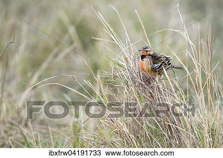 Stock Image - Red-throated Pipit (Anthus cervinus), in tall grass, Maasai Mara National Reserve, Kenya, Africa. Fotosearch