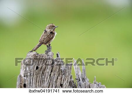 Red-throated wryneck (Jynx ruficollis), perched on stump, Sweetwaters Game Reserve, Kenya, Africa View Large Photo Image Stock Image - Red-throated wryneck (Jynx ruficollis), perched on stump, Sweetwaters Game Reserve, Kenya, Africa. Fotosearch