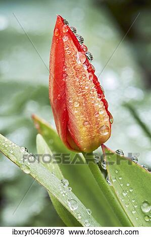 Stock Photo - Red Tulip (Tulipa). Fotosearch