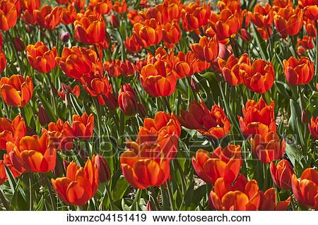 Red Tulips (Tulipa sp. ), municipal park Lahr, Baden-Wurttemberg, Germany, Europe View Large Photo Image Stock Photo - Red Tulips (Tulipa sp. ), municipal park Lahr, Baden-Wurttemberg, Germany, Europe. Fotosearch