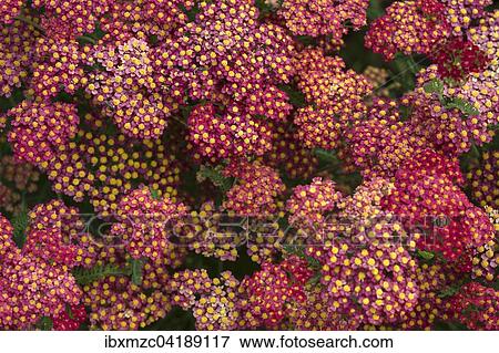 Red Yarrow (Achillea millefolium), North Rhine-Westphalia, Germany, Europe View Large Photo Image Stock Photo - Red Yarrow (Achillea millefolium), North Rhine-Westphalia, Germany, Europe. Fotosearch