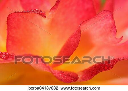 Red-yellow rose (Rosa sp. ) petals with dew drops, North Rhine-Westphalia, Germany, Europe View Large Photo Image Stock Image - Red-yellow rose (Rosa sp. ) petals with dew drops, North Rhine-Westphalia, Germany, Europe. Fotosearch